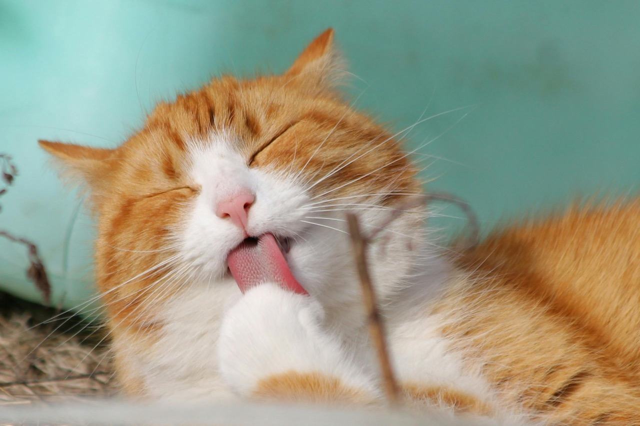 66b48110765f162ba0b100a2 cat
